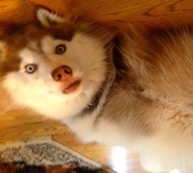 upside down dog of the week 8211 daisy