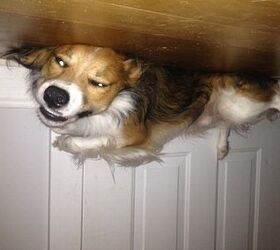 upside down dog of the week scootie