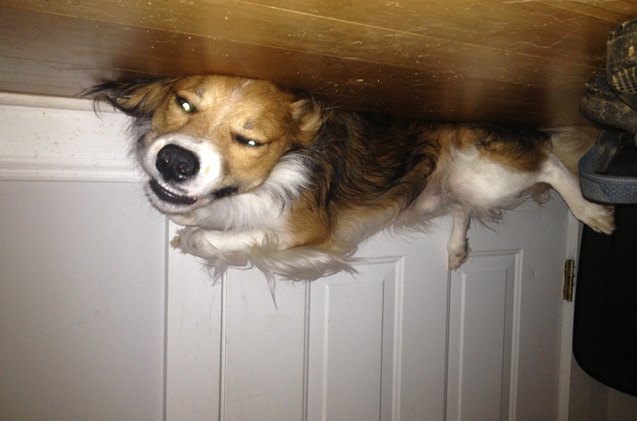 upside down dog of the week scootie