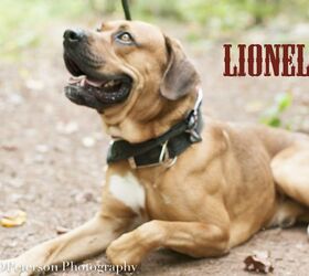 Adoptable Dog Of The Week – Lionel