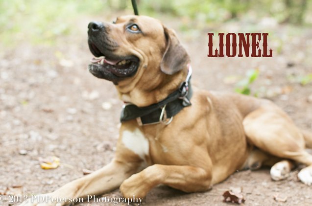 adoptable dog of the week lionel