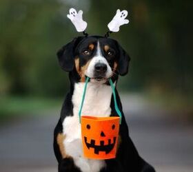 cute puppies in halloween costumes