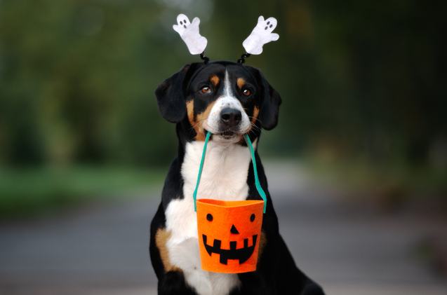 best cute dog halloween costumes