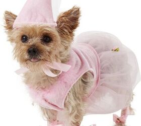 Dog Halloween Party 2022