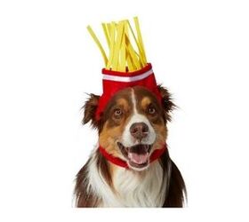 Border Collie Halloween Costumes 2022 Best Cute Dog Halloween Costumes Petguide