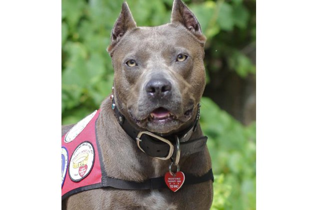 pitbull named top 8220 american hero dog 8221 at the 2013 american humane
