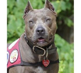 Pitbull Named Top “American Hero Dog” At The 2013 American Humane 