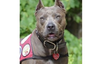 Pitbull Named Top “American Hero Dog” At The 2013 American Humane 