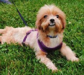 Adoptable Dog Of The Week Wicket PetGuide