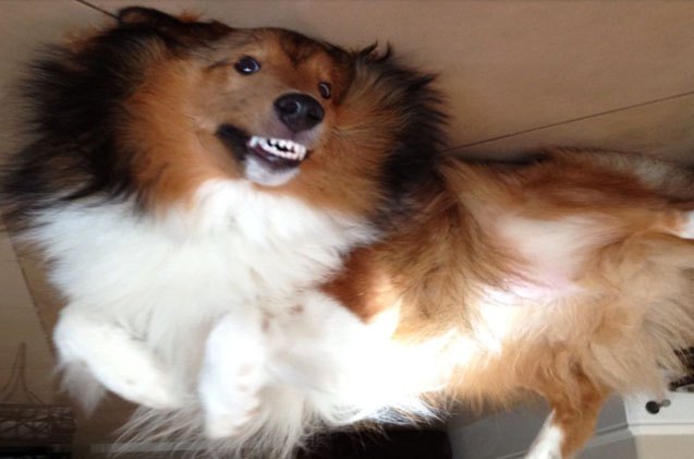 upside down dog of the week henry