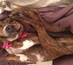 Upside Down Dog Of The Week Cali PetGuide