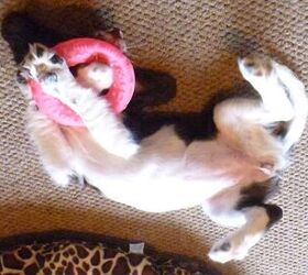upside down dog of the week rio