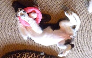 Upside Down Dog Of The Week – Rio