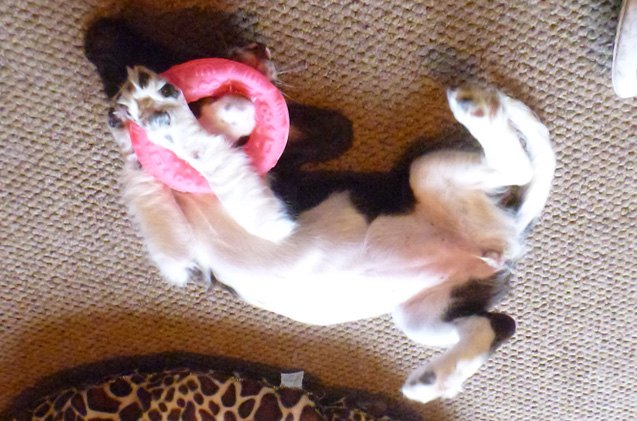 upside down dog of the week rio