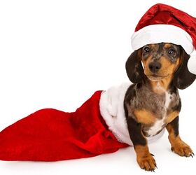 Top 10 Stocking Stuffers For Dogs