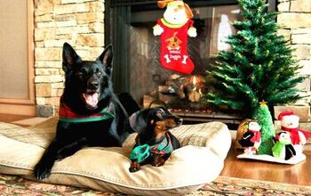 Best Cool Holiday Gifts For Dogs