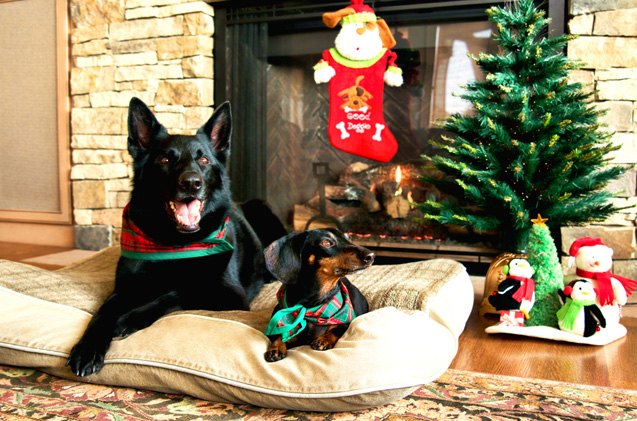 best cool holiday gifts for dogs