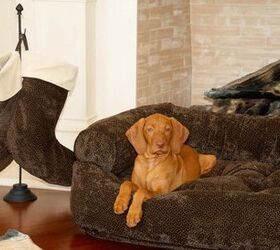 Top 10 Comfy Dog Beds