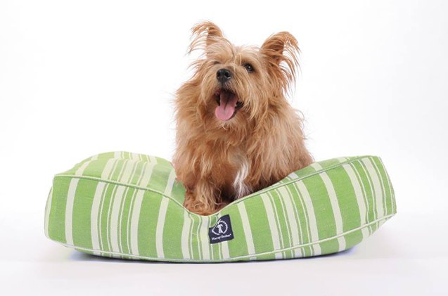 top 10 comfy dog beds