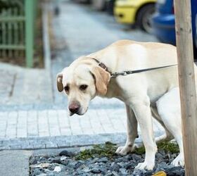 8 Sure-Fire Dog Constipation Home Remedies