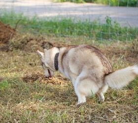 Study: Dog’s Inner Poop Compass Lines Up With Earth’s Axis