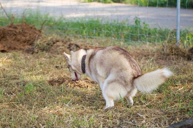 study dogs inner poop compass lines up with earths axis