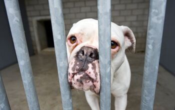 How To Help Dog Shelters When You Can’t Adopt