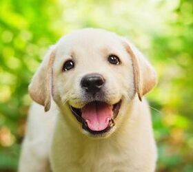 New Puppy Checklist: What You Need Before You Bring Him Home