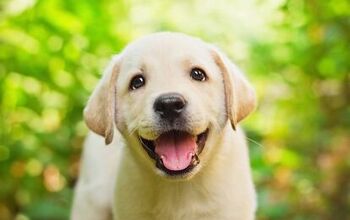 New Puppy Checklist: What You Need Before You Bring Him Home