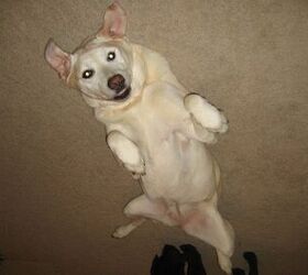 Upside Down Dog Of The Week Gracie PetGuide