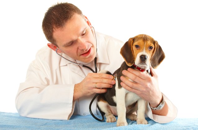 5 things to bring to your puppy 8217 s first visit to the vet