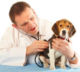 5 Things To Bring To Your Puppy’s First Visit To The Vet