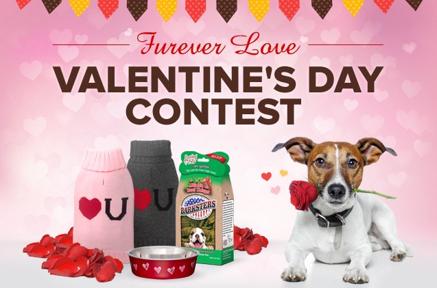 fall in love with our furever love valentine 8217 s day contest