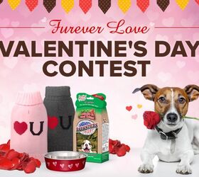 Fall In Love With Our Furever Love Valentine’s Day Contest