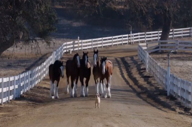 budweiser super bowl 8220 puppy love 8221 is the most adorable ad ever video