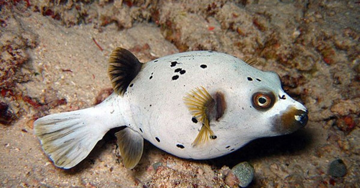 Рыба собака в красном море Рыба собака в красном море