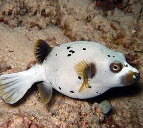 Pufferfish – Saltwater