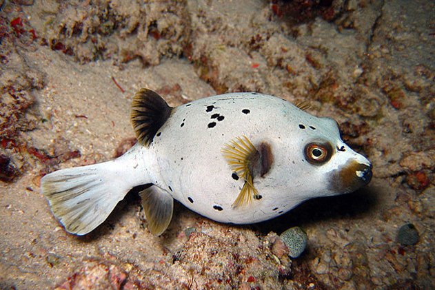 pufferfish saltwater