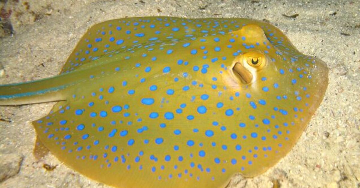 Ray Fish – Saltwater | PetGuide