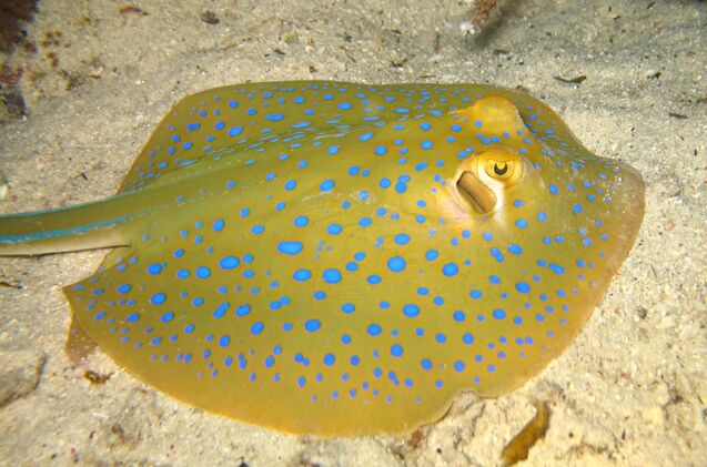 Ray Fish – Saltwater | PetGuide