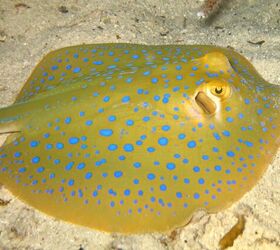 Ray Fish – Saltwater