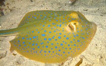 Ray Fish – Saltwater