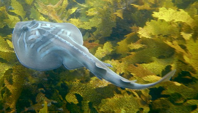 ray fish saltwater