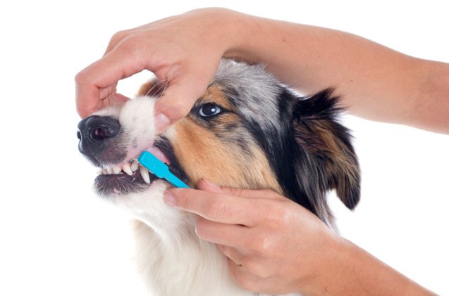 8 tips to improve your dog 8217 s dental health