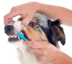 8 tips to improve your dogs dental health