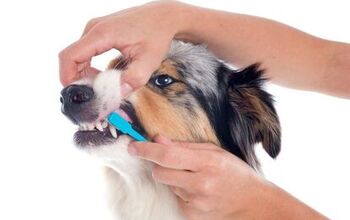 8 Tips To Improve Your Dog’s Dental Health