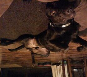 upside down dog of the week scout