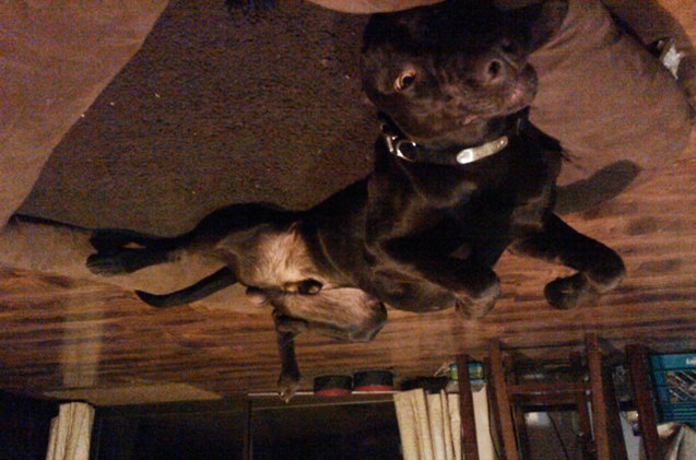 upside down dog of the week scout