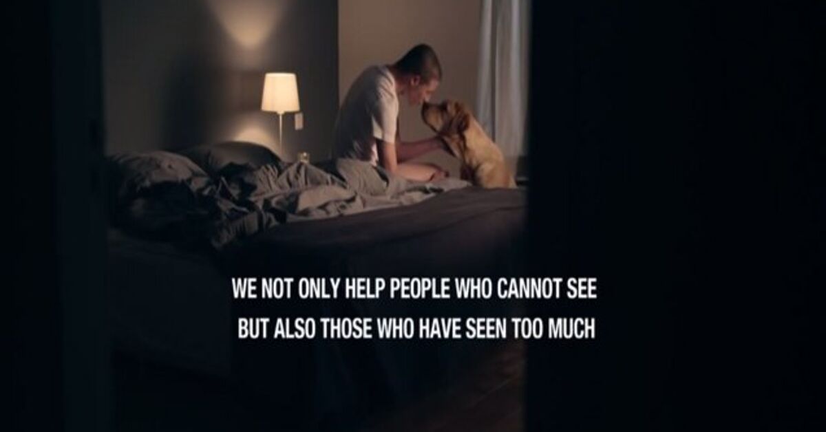 Heartwarming Ad: Dogs Help People Who Have Seen Too Much [Video] | PetGuide