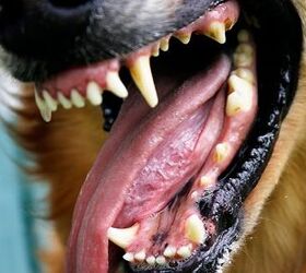 Talking About Tartar Buildup On Dog’s Teeth PetGuide